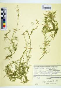 Callitriche palustris L., Siberia, Chukotka & Kamchatka (S7) (Russia)