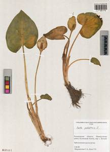 Calla palustris L., Siberia, Altai & Sayany Mountains (S2) (Russia)
