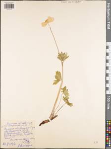 Anemone sylvestris, Eastern Europe, Central region (E4) (Russia)