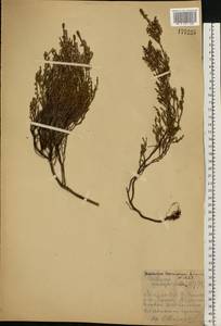 Calluna vulgaris (L.) Hull, Eastern Europe, Northern region (E1) (Russia)
