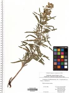 SMR000413, Euphorbia virgata Waldst. & Kit., Eastern Europe, Middle Volga region (E8) (Russia)