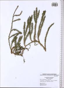 Spinulum annotinum subsp. annotinum, Eastern Europe, Central region (E4) (Russia)