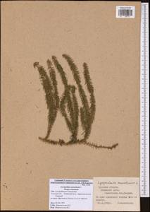 Spinulum annotinum subsp. annotinum, Eastern Europe, Central region (E4) (Russia)