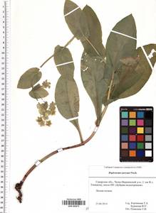 SMR000873, Bupleurum aureum Fisch., Eastern Europe, Middle Volga region (E8) (Russia)
