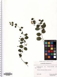 SMR000899, Lysimachia nummularia L., Eastern Europe, Middle Volga region (E8) (Russia)