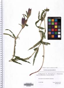 SMR000623, Gentiana pneumonanthe L., Eastern Europe, Middle Volga region (E8) (Russia)