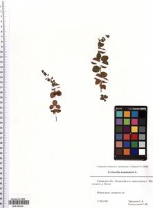 SMR000166, Lysimachia nummularia L., Eastern Europe, Middle Volga region (E8) (Russia)