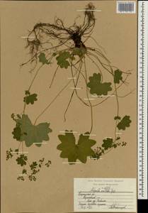 Alchemilla vulgaris L., Eastern Europe, Central region (E4) (Russia)