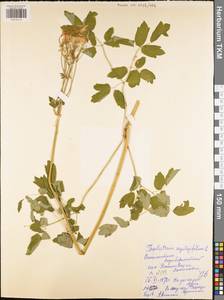 Thalictrum aquilegifolium L., Eastern Europe, Central region (E4) (Russia)