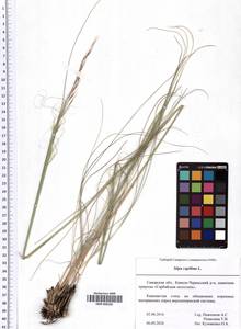 SMR000336, Stipa capillata L., Eastern Europe, Middle Volga region (E8) (Russia)