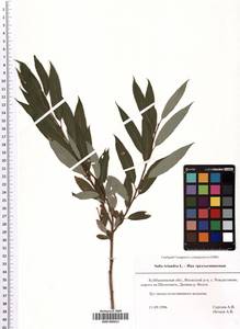 SMR000631, Salix triandra L., Eastern Europe, Middle Volga region (E8) (Russia)