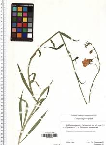SMR000517, Campanula persicifolia L., Eastern Europe, Middle Volga region (E8) (Russia)