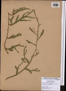 Lycopodium clavatum L., Eastern Europe, Central region (E4) (Russia)
