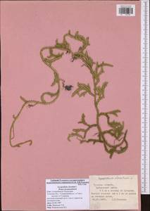 Lycopodium clavatum L., Eastern Europe, Central region (E4) (Russia)
