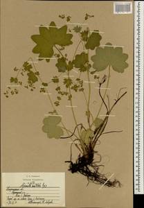 Alchemilla vulgaris L., Eastern Europe, Central region (E4) (Russia)