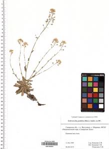 SMR000965, Draba hyperborea (L.) Desv., Eastern Europe, Middle Volga region (E8) (Russia)