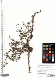 SMR001120, Thymus guberlinensis Iljin, Eastern Europe, Middle Volga region (E8) (Russia)