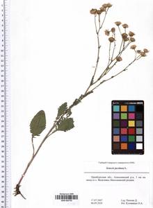 SMR000750, Jacobaea vulgaris subsp. vulgaris, Eastern Europe, Eastern region (E10) (Russia)