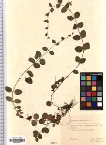 SMR000977, Lysimachia nummularia L., Eastern Europe, Middle Volga region (E8) (Russia)