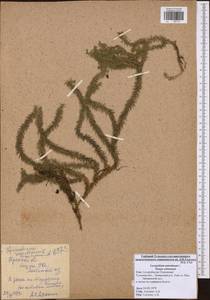 Spinulum annotinum subsp. annotinum, Eastern Europe, Central region (E4) (Russia)