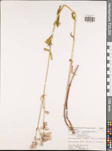 Silene vulgaris, Eastern Europe, Central region (E4) (Russia)