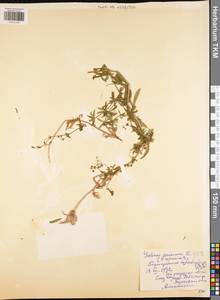 Galium aparine L., Eastern Europe, Central region (E4) (Russia)