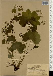 Alchemilla, Eastern Europe, Moscow region (E4a) (Russia)