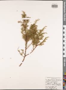 Juniperus communis L., Eastern Europe, Central region (E4) (Russia)