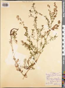 Galium mollugo L., Eastern Europe, Central region (E4) (Russia)