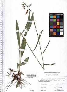 SMR000566, Campanula persicifolia L., Eastern Europe, Middle Volga region (E8) (Russia)