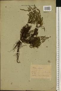 Calluna vulgaris (L.) Hull, Eastern Europe, Belarus (E3a) (Belarus)