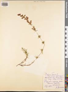 Galium verum L., Eastern Europe, Central region (E4) (Russia)