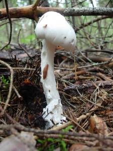 Amanita virosa Bertill.
фото А.В. Александровой, Одинцовский, Московская область (Россия)