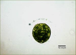 Bracteacoccus giganteus ACKUред.1, (Бельгия)