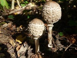 Chlorophyllum rachodes (Vittad.) Vellinga
фото В.П. Прохорова, Одинцовский, Московская область (Россия)