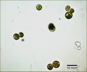 Chlorobotrys neglecta ред.2, г. Севастополь (Россия)