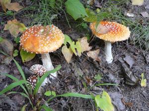 Amanita muscaria (L.) Lam.
фото В.П. Прохорова, Одинцовский, Московская область (Россия)