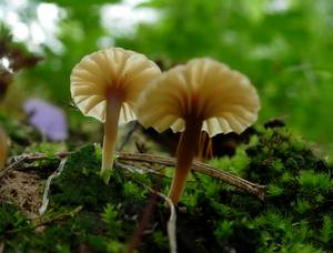 Lichenomphalia umbellifera (L.) Redhead, Lutzoni, Moncalvo & Vilgalys
фото А.В. Александровой, Одинцовский, Московская область (Россия)