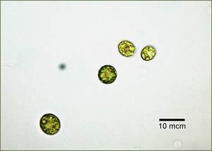 Chlamydomomnas debaryana ACKUред.2, Черкасская обл., Каневский р-н, с. Пекари (Украина)
