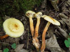 90_Flammula alnicola DSCN9693, Воробьевы горы, г. Москва (Россия)