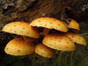 76_Pholiota squarrosoides DSCN0002, Старицкий район, Тверская область (Россия)