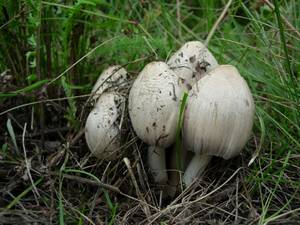 Coprinopsis atramentaria (Bull.) Redhead, Vilgalys & Moncalvo
фото А.В.Александровой, Одинцовский, Московская область (Россия)