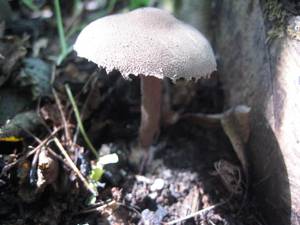 Cystolepiota seminuda (Lasch) Bon
фото В.П. Прохорова, Одинцовский, Московская область (Россия)