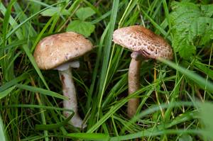 Agaricus sylvaticus Schaeff.
фото А.В. Александровой, Одинцовский, Московская область (Россия)