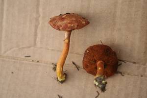 Chalciporus piperatus (Bull.) Bataille
фото А.В. Куракова, Одинцовский, Московская область (Россия)