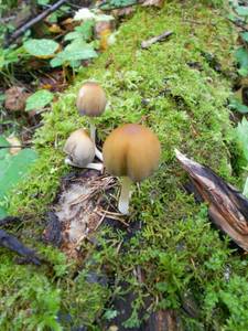 Coprinellus micaceus (Bull.) Vilgalys, Hopple & Jacq. Johnson
фото А.В. Куракова, Одинцовский, Московская область (Россия)