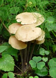 Gymnopus confluens (Pers.) Antonín, Halling & Noordel.
фото В.П. Прохорова, Одинцовский, Московская область (Россия)
