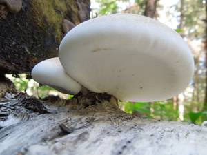 64_Piptoporus betulinus DSCN0002, Одинцовский район, Московская область (Россия)