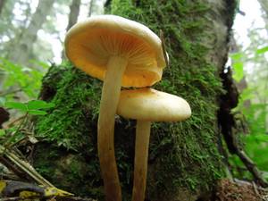 91_Flammula alnicola DSCN9701, Воробьевы горы, г. Москва (Россия)