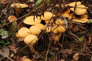 Phaeolepiota aurea (Matt.) Maire
фото А.В. Александровой, Одинцовский, Московская область (Россия)